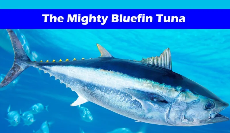 Bluefin Tuna: Why It's So Damn Expensive and If You Should Even Care